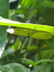 Eurybia molochina
