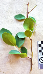 Pterocelastrus tricuspidatus