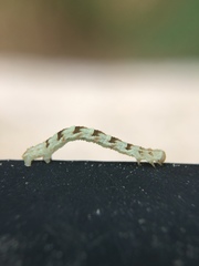 Eupithecia