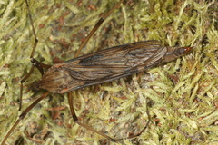 Eutonia barbipes