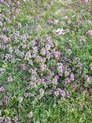 Lamium purpureum
