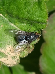Calliphora