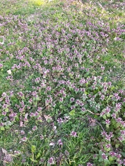 Lamium purpureum
