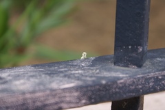 Eupithecia