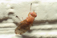 Suillia quinquepunctata