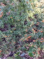 Pyracantha coccinea