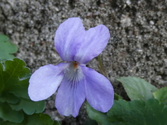 Viola × bavarica