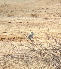 Lanius excubitor