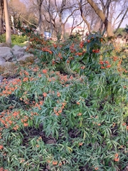 Pyracantha coccinea
