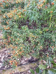 Pyracantha coccinea