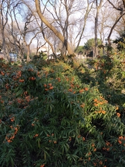 Pyracantha coccinea