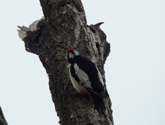 Dendrocopos leucopterus