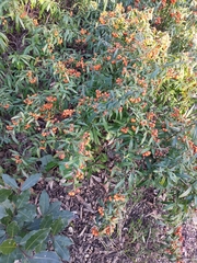 Pyracantha coccinea