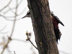 Dendrocopos leucopterus