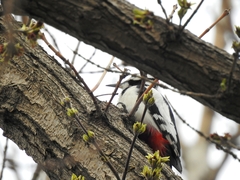 Dendrocopos leucopterus