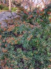 Pyracantha coccinea
