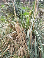 Typha
