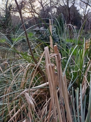 Typha