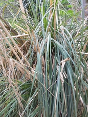 Typha