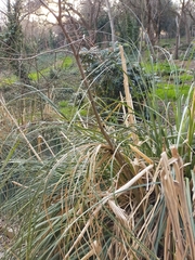 Typha