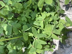 Oxalis pes-caprae