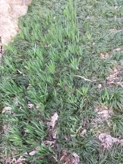 Narcissus pseudonarcissus