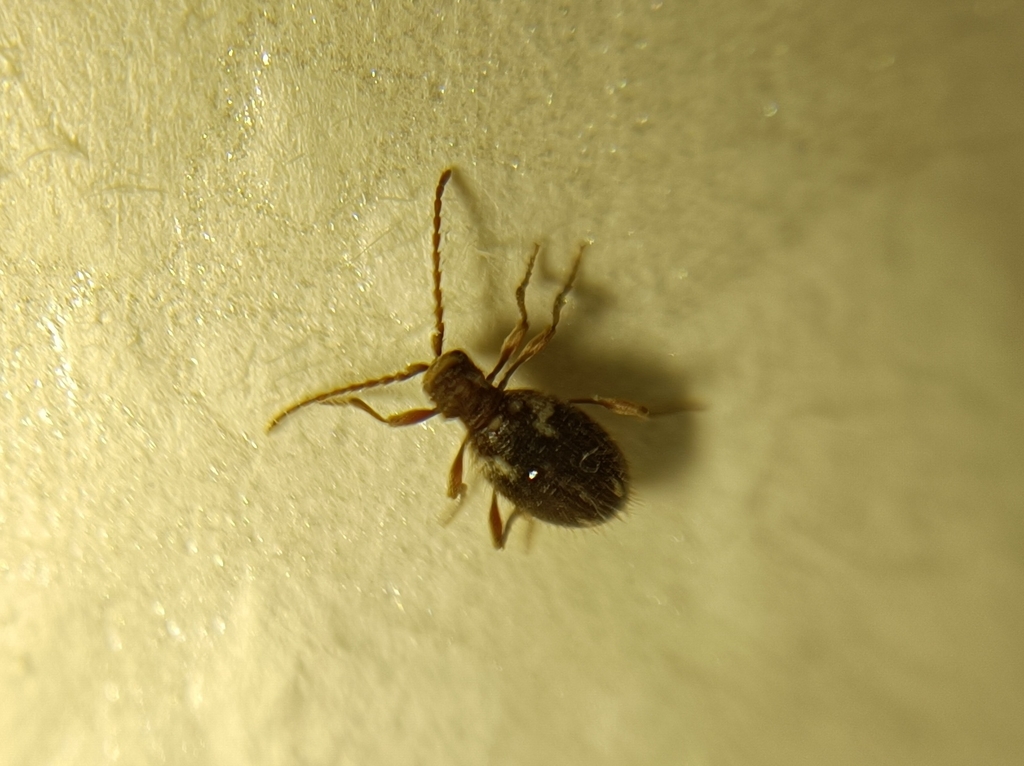 hairy spider beetle