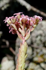 Prometheum pilosum