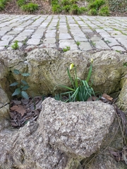 Narcissus pseudonarcissus