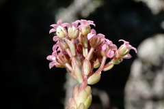 Prometheum pilosum