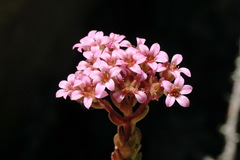 Prometheum pilosum