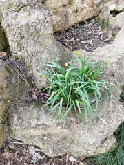 Narcissus pseudonarcissus