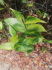 Elleanthus aurantiacus