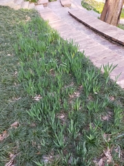 Narcissus pseudonarcissus