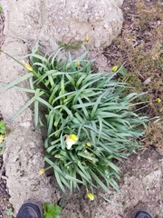 Narcissus pseudonarcissus