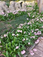Hyacinthus orientalis