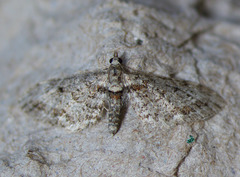 Eupithecia rotundopuncta