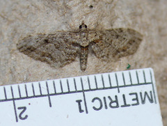 Eupithecia rotundopuncta