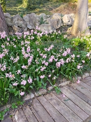 Hyacinthus orientalis