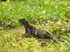 Ctenosaura oedirhina