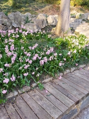 Hyacinthus orientalis