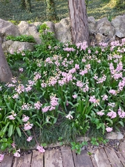 Hyacinthus orientalis
