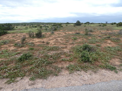 Mesembryanthemum aitonis