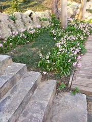 Hyacinthus orientalis