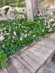 Hyacinthus orientalis