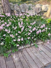 Hyacinthus orientalis