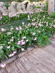 Hyacinthus orientalis
