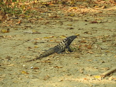 Ctenosaura oedirhina