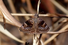 Chiomara basigutta