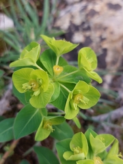 Euphorbia paniculata